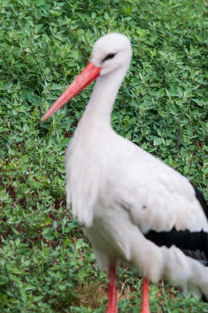 stork very nice bird close up in the zooの写真素材