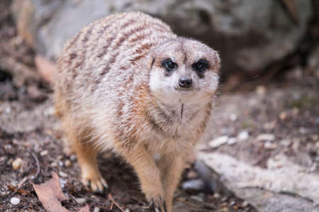 mongoose very nice small interesanting animal close up