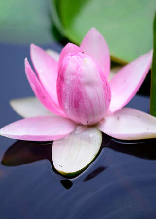 water lily very nice c olorful flower in my pondの写真素材