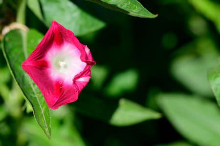 garden flower close up in the sunshine close up