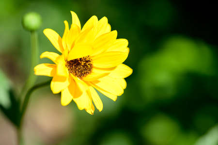 garden colorful flower close up in the sunshineの写真素材