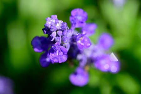 garden flower very nice colorful purple blossom close upの写真素材