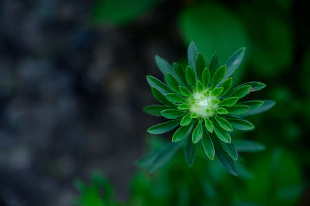 bud garden flower in the sunshine