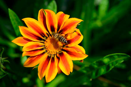 gazania very beautiful multicolor garden flower close up