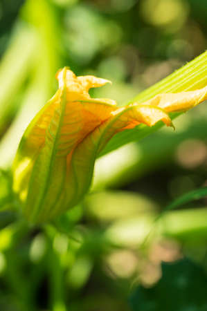 pumpkin flower very nice yellow blossom close up in my gardenの写真素材