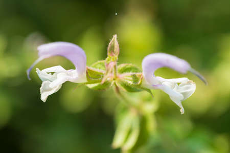 garden flower very beautiful color flower in the sunshineの写真素材