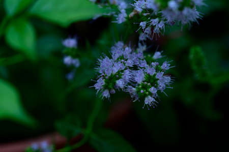 garden flower very nice colorful flower close upの写真素材