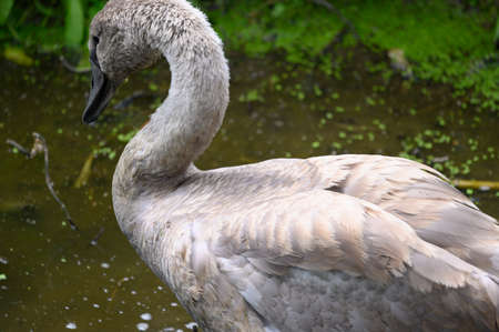 swan very nice bird in the river close up in the sunshineの写真素材