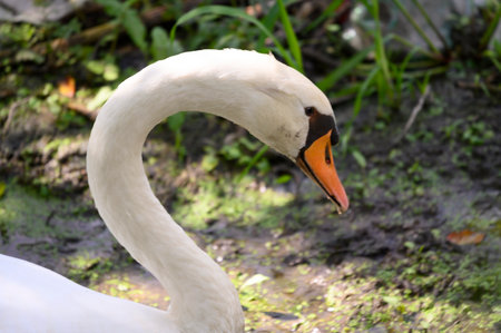 swan very nice bird close up on the riverの写真素材