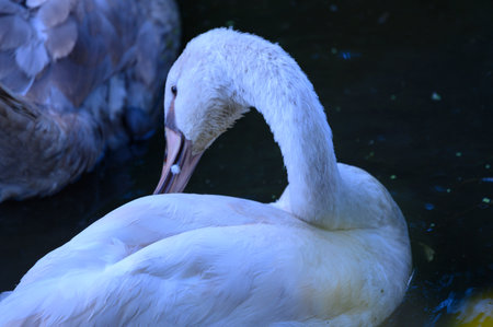 swan very nice bird close up in the riverの写真素材