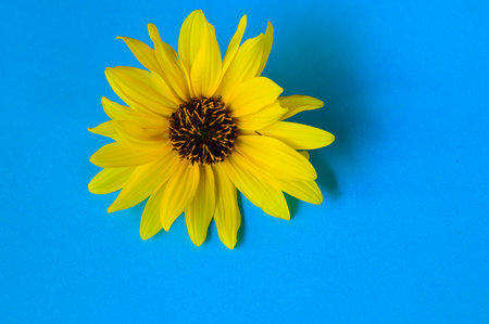 garden flower very nice colorful blossom close upの写真素材