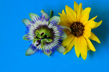 passion flower very nice colorfulflower close up in my gardenの写真素材