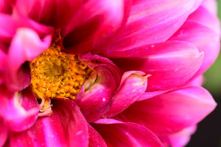 dahlia very nice colorful opened garden flower close upの写真素材
