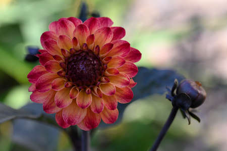 dahlia very nice colorful opened garden flower close up in the sunshineの写真素材