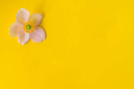 flower colorful blossom and different backgrounds