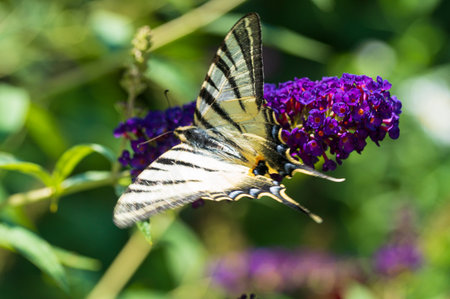butterfly very nice colorful insect close up in the sunshine