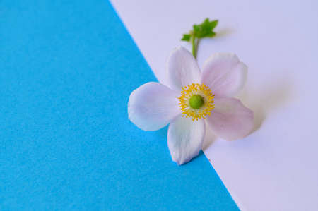 garden flower very nice colorful flower close upの写真素材