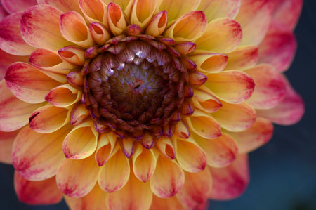 dahlia very nice colorful opened garden flower close upの写真素材