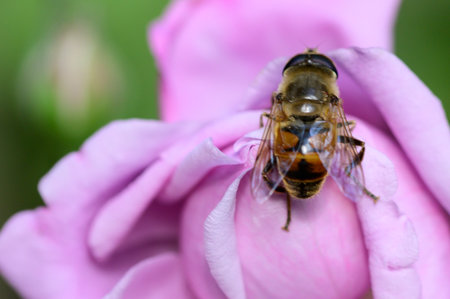 bee very nice insect on the flower close up in the sunshine