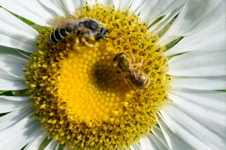 bee very nice insect on the flower close up in the sunshine