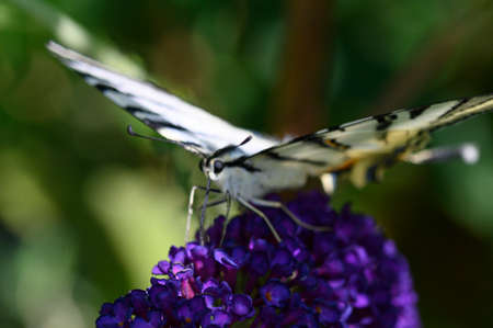 butterfly very nice colorful insect close up in the flower