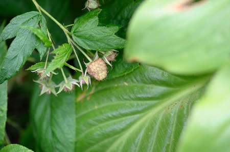 raspberry very nice fruit unripe in my garden