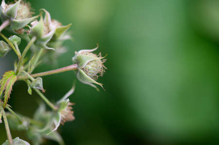 raspberry very nice fruit unripe in my gardenの写真素材