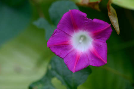 garden flower close up in my garden in the sunshine