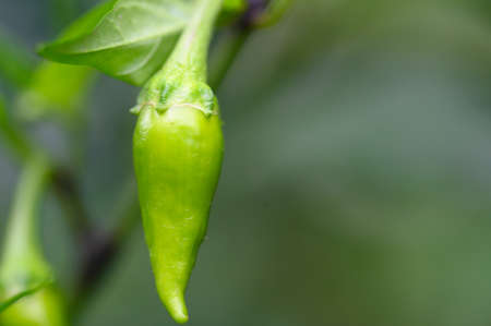 hot pepper very green unripe food close upの写真素材