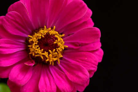 asteraceae garden flower colorful blossom close up in my garden