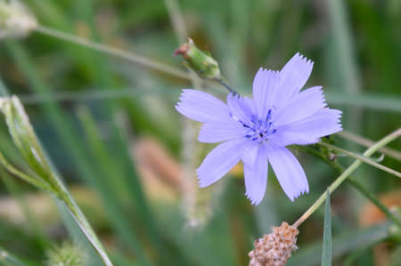 garden flower very pretty small colorful flower close upの写真素材