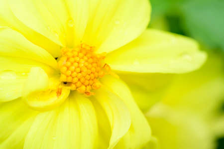 dahlia very beautiful color garden flower close up in my gardenの写真素材