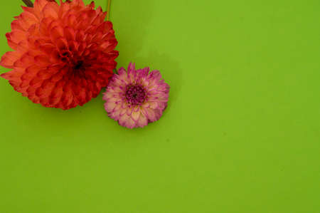 garden flower very decorative colorful nice flower close up and color backgroundの写真素材