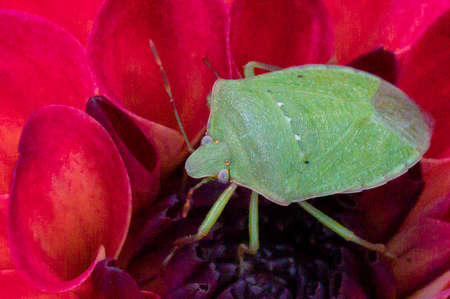 beetle fetid close up in a colorful flower in the sunshine