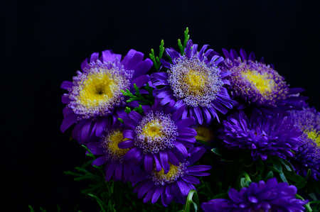 garden flower colorful blossom close upの写真素材