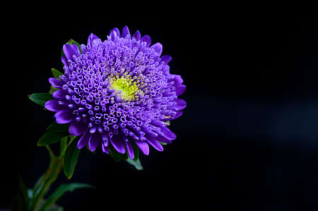 garden flower colorful blossom close upの写真素材