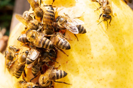 bee very many beetle  on the ripen fruit close up in the sunshineの写真素材