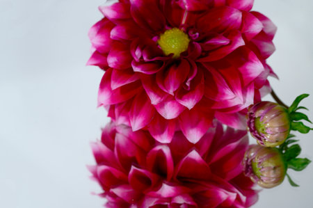 dahlia very nice colorful opened garden flower close upの写真素材