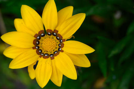 gazania very pretty colorful opened garden flower close upの写真素材