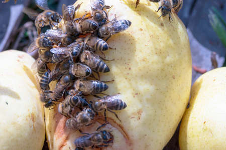 bee very many insect close up on the fruit in the sunshine
