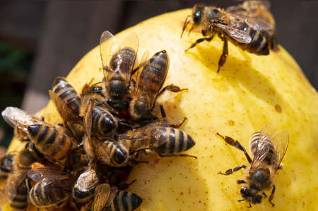 bee very many insect close up on the fruit in the sunshineの写真素材