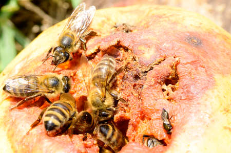 bee very many insect close up on the fruit in the sunshine