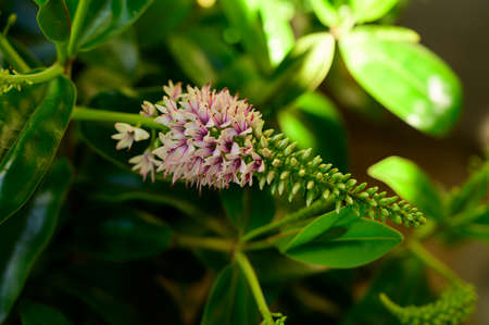 addenda very pretty colorful flower close upの写真素材