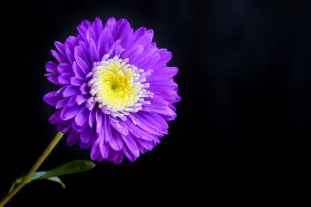 garden flower very nice colorful autumn flower close upの写真素材