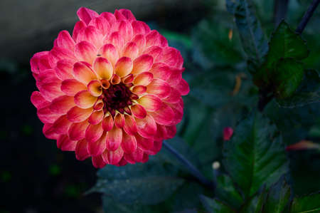 dahlia very pretty colorful opened garden flolwer close upの写真素材