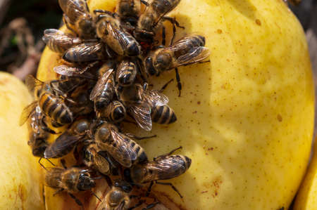 bee very many insect close up on the fruit in the sunshineの写真素材