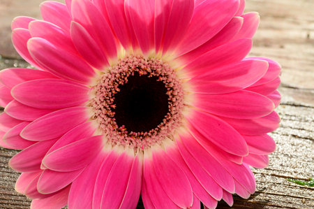 gerber flower very nice colorful blossom close upの写真素材