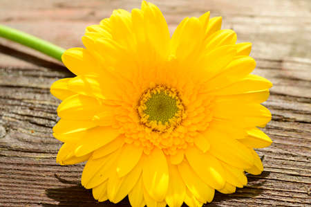 gerber flower very nice colorful blossom close upの写真素材