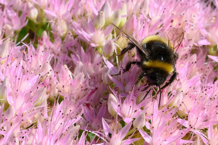 beetle very small insect close up on the flower