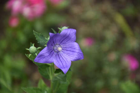 garden colorful nice flower close up in the sunshineの写真素材